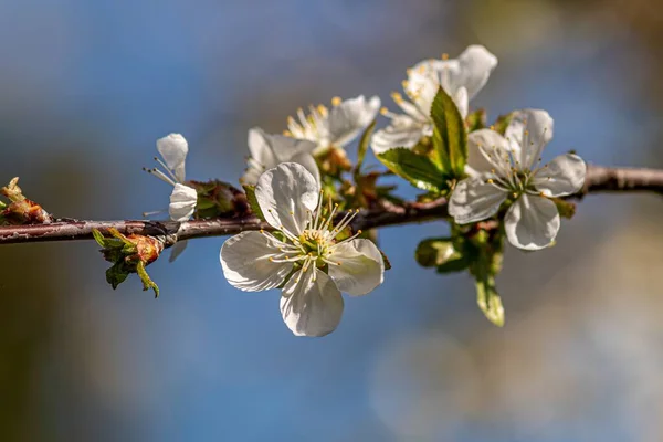 背景がぼやけている美しい白い桜のクローズアップ — ストック写真