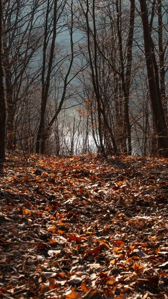 Cciulata Ormanı Nın Romanya Sonbaharda Kuru Ağaçlarla Kaplı Manzarası — Stok fotoğraf