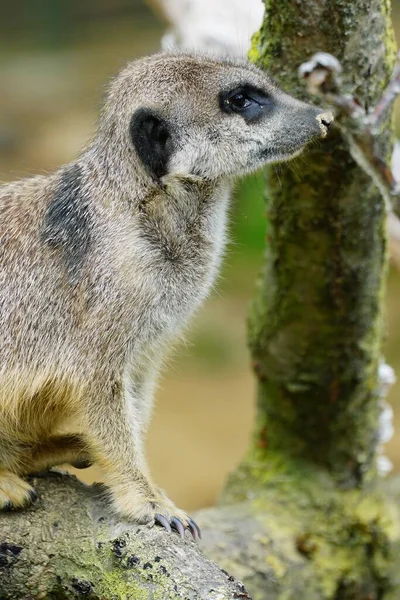 Gros Plan Suricat Assis Sur Une Branche Bois — Photo