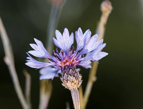 Eine Nahaufnahme Einer Lila Blume — Stockfoto