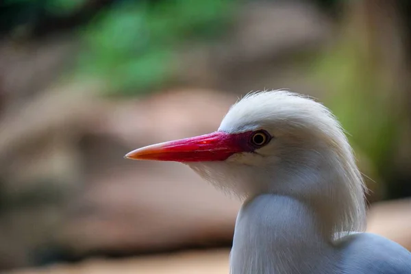 Close Pássaro Aquático Com Bico Vermelho Uma Cabeça Branca — Fotografia de Stock