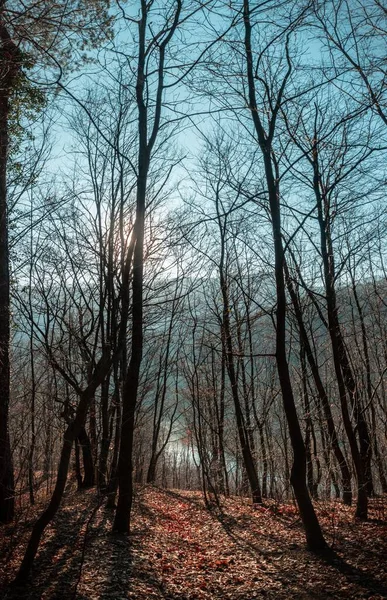 Una Foresta Vuota Cciulata Romania Catturata Durante Tempo Soleggiato — Foto Stock