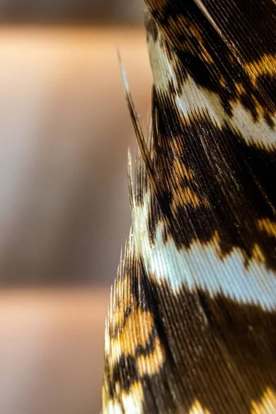 Close Brown White Feather Part Blurry Background Copy Space — стоковое фото