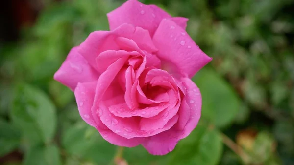 Горизонтальный Снимок Розовой Розы Водяными Капельками Размытом Зеленом Фоне — стоковое фото