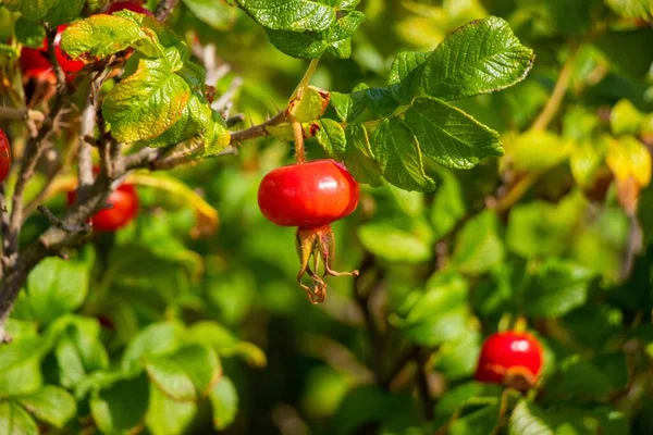 Eine Selektive Fokusaufnahme Eines Winzigen Roten Granatapfels Auf Dem Ast — Stockfoto