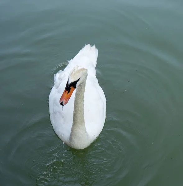 Overhead Shot Swan Swimming Pure Water Sunlight — Stock Photo, Image