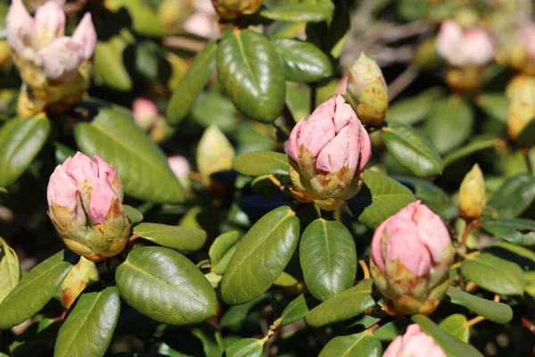 Primer Plano Flores Rododendro Rosa Jardín — Foto de Stock