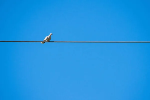 Malta Mavi Bir Gökyüzünün Altındaki Bir Elektrik Kablosunun Üzerinde Dinlenen — Stok fotoğraf