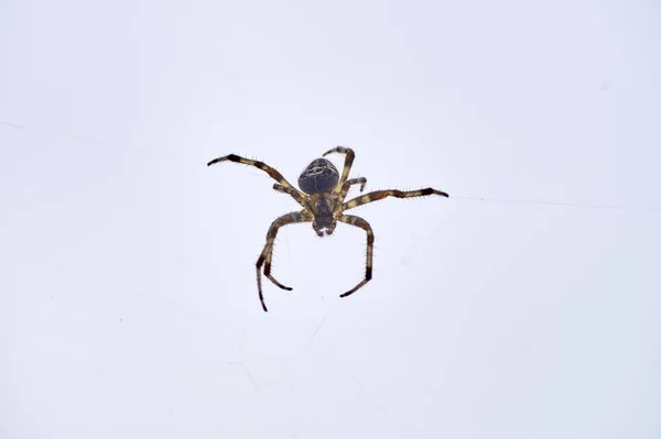 Primer Plano Una Araña Tela Bajo Cielo Nublado — Foto de Stock