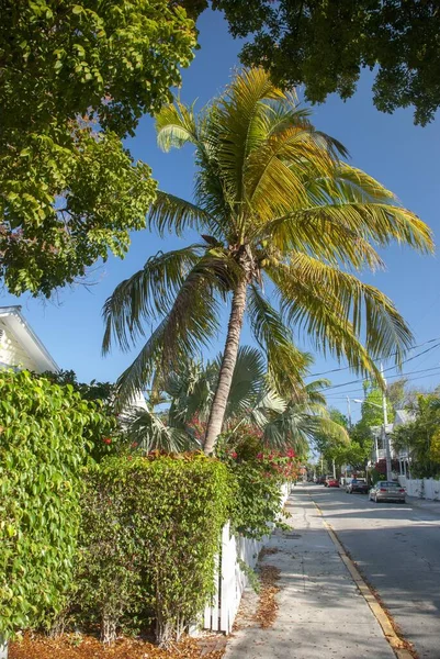 Plano Vertical Palmeras Tropicales Barrio Día Soleado —  Fotos de Stock