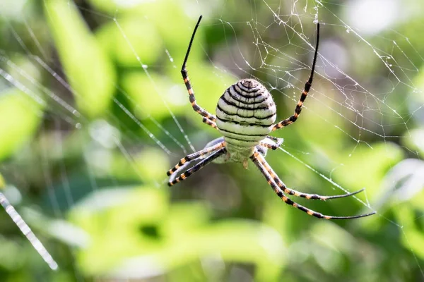 Egy Pácolt Argiope Spider Argiope Trifasciata Neten Éppen Enni Készül — Stock Fotó