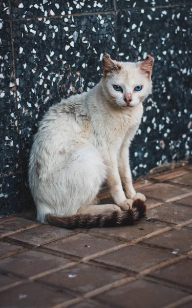 Disparo Vertical Gato Gruñón Con Hermosos Ojos Azules Calle —  Fotos de Stock