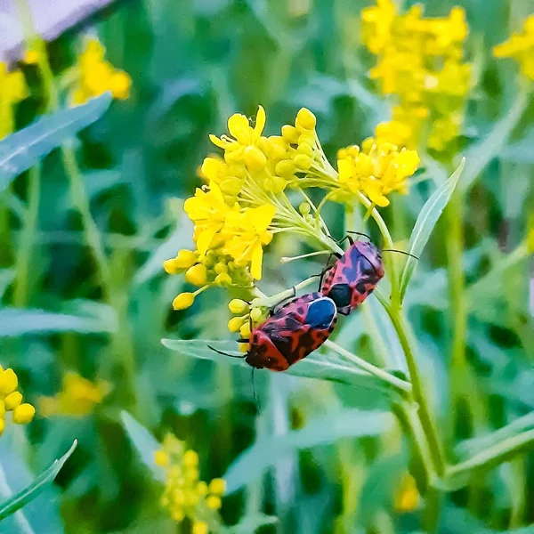 Nahaufnahme Einer Roten Und Schwarzen Hornisse Auf Einer Gelben Blume — Stockfoto