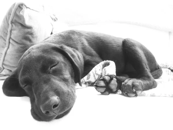 Hertfordshire Reino Unido Maio 2020 Filhote Cachorro Dormindo Sofá Confortável — Fotografia de Stock