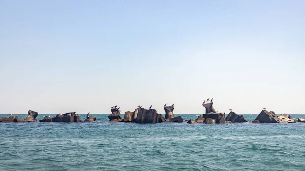 Colpo Panoramico Gabbiani Roccia Marina Rimini Spiaggia Italia — Foto Stock