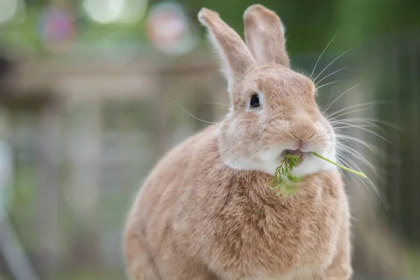 一只生姜家兔在阳光下在田野里吃草的特写 — 图库照片