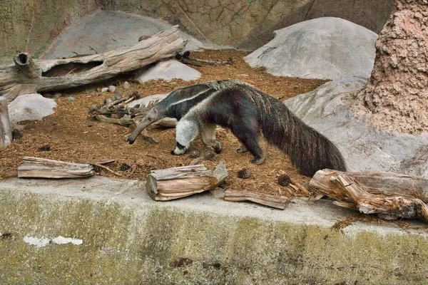 Närbild Enda Gigantisk Myrätare Som Går Ett Zoo Dagsljus — Stockfoto