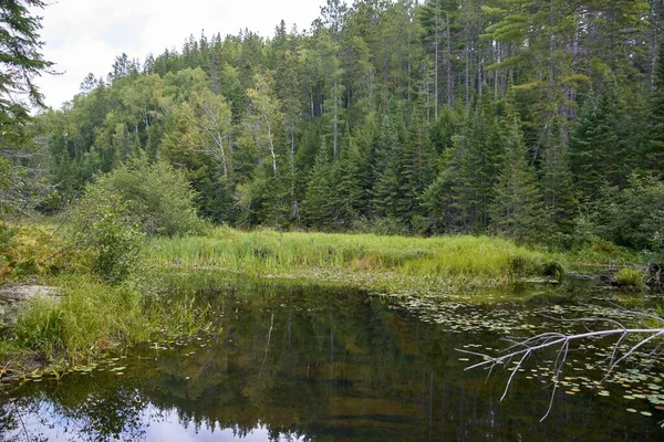 Lago Canadá Rodeado Por Los Árboles Del Bosque — Foto de Stock