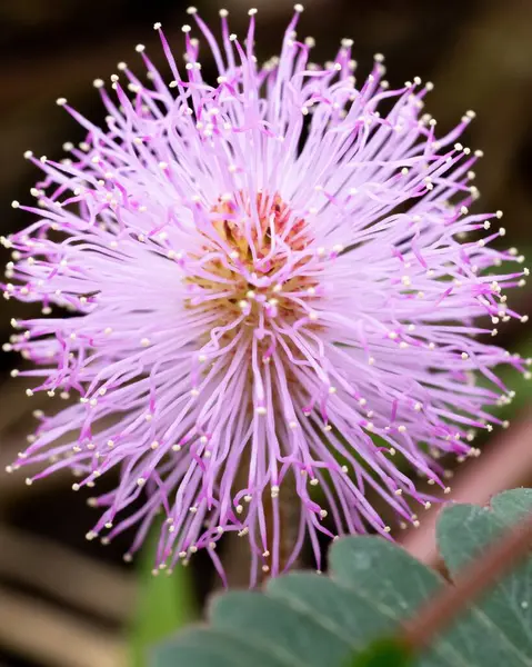 Вертикальний Знімок Квітучої Квітки Сором Язливої Рослини Оточенні Зелені — стокове фото