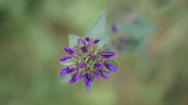 Macro Shot Purple Psoralea Flower Field Daylight — Stock Photo, Image