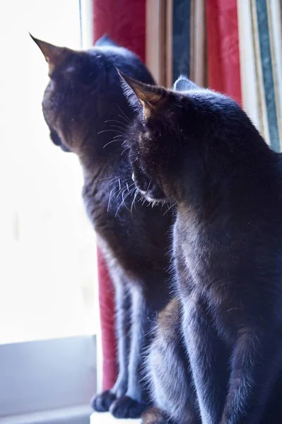 Zwei Schwarze Katzen Blicken Aus Dem Fenster Hinter Rot Blau — Stockfoto