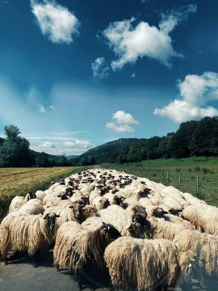 在白天 一群羊在马路中间被绿色的自然包围的垂直镜头 — 图库照片