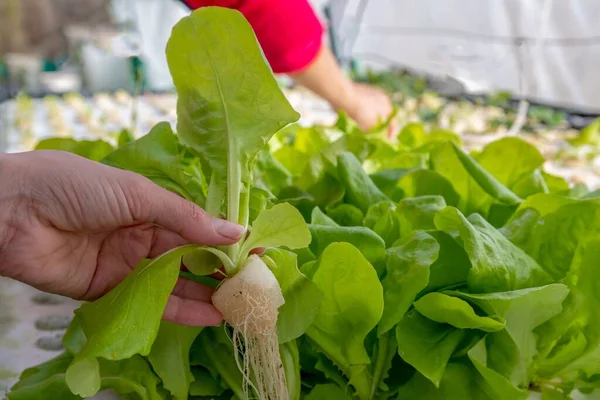 Primer Plano Humano Plantando Plantas Verdes Invernadero — Foto de Stock