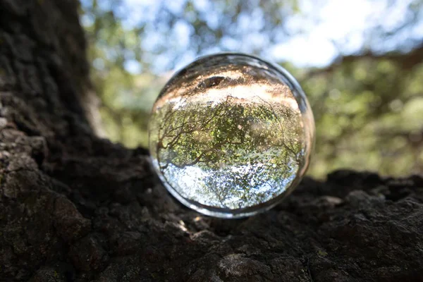 A closeup shot of a clear crystal ball on a tree trunk with the leaves and branches visible in the ball