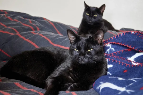 Detailní Záběr Dvou Černých Koček Ležících Posteli — Stock fotografie