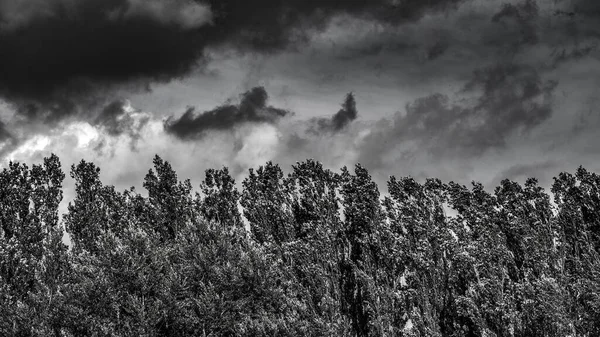 Eine Faszinierende Graustufenaufnahme Der Wütenden Wolken Durch Die Bäume — Stockfoto