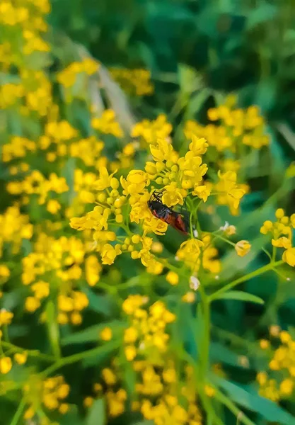 Nahaufnahme Eines Braunen Insekts Auf Einer Gelben Blume — Stockfoto