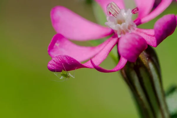 Różowy Piruet Mały Różowy Kwiat Małym Owadem Pod Jednym Płatkiem — Zdjęcie stockowe