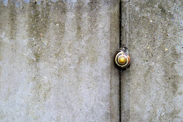灰色の壁まで這うカタツムリの終わりのショット — ストック写真