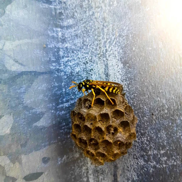 Een Close Shot Van Een Bij Een Droge Honingraat Een — Stockfoto