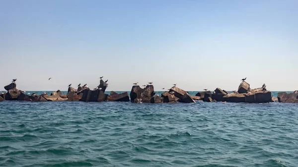 Colpo Panoramico Gabbiani Roccia Marina Rimini Spiaggia Italia — Foto Stock