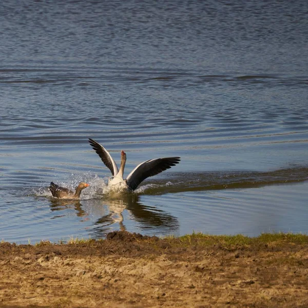 Ördeğin Yanında Açık Kanatlı Bir Kuğu — Stok fotoğraf
