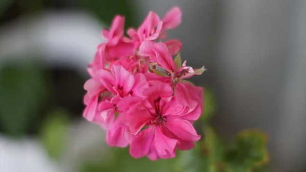 Een Macro Shot Van Roze Geranium Bloemen Met Een Wazige — Stockfoto
