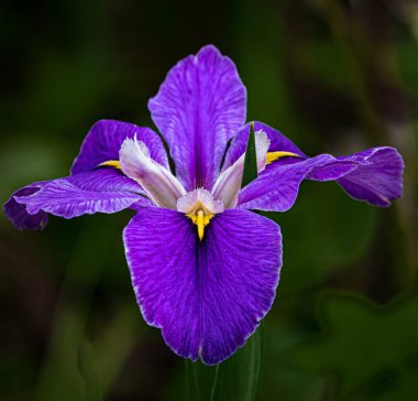 A selective shot of a purple Orris flower under the light with a blurry background clipart