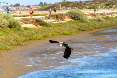 Great blue heron (Ardea herodias) in flight with its wings spread, is a large wading bird in the heron family. Bolsa Chica Ecological Reserve, Hunting clipart