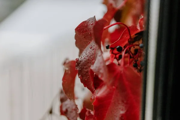 Primo Piano Foglie Rosse Bacche Ricoperte Gocce Rugiada — Foto Stock