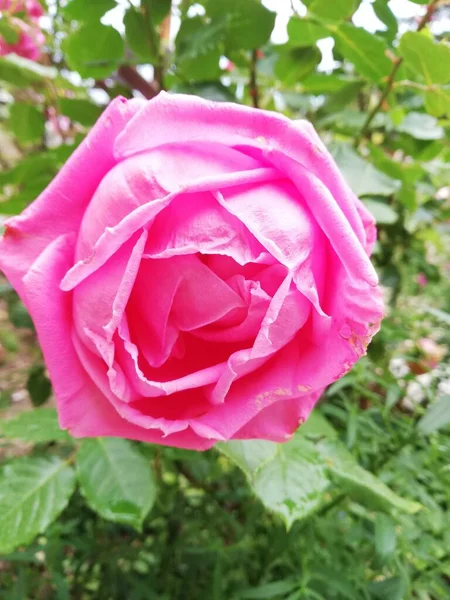 Крупним Планом Знімок Рожевої Троянди Саду Розмитим Тлом — стокове фото