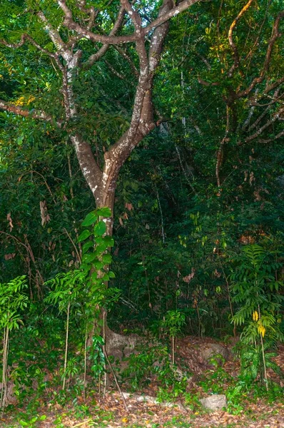 Bela Planta Árvores Florescendo Selva — Fotografia de Stock