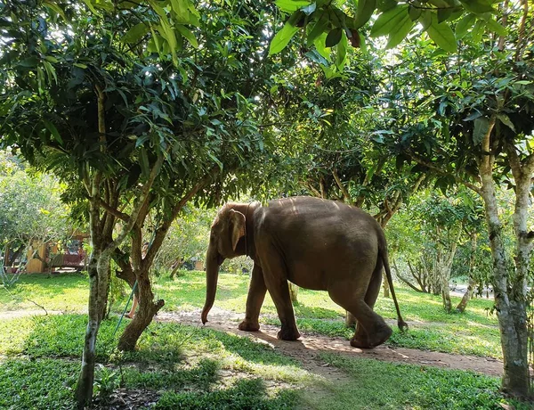 Ein Süßer Elefant Der Zwischen Den Bäumen Reservat Spaziert — Stockfoto