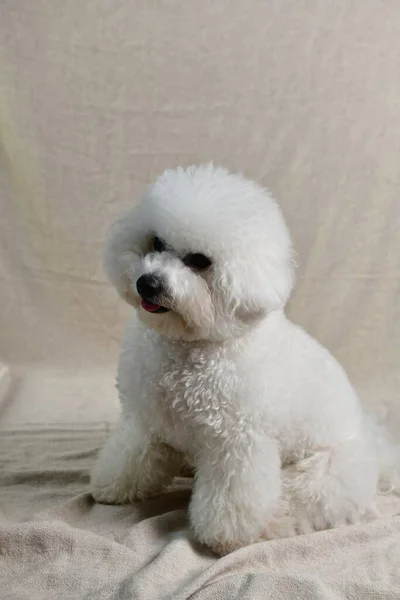 ベージュのテキスタイルのかわいい白いプードル子犬の垂直クローズアップショット — ストック写真