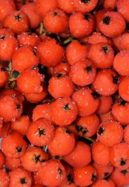 Zbliżenie Ujęcie Wielu Sorbus Domestica Owoce — Zdjęcie stockowe