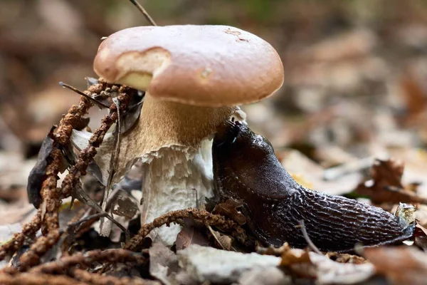 Närbild Svart Kula Som Äter Svampen — Stockfoto