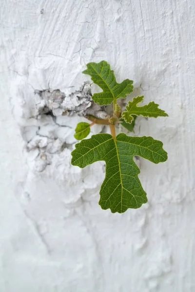 Eine Vertikale Nahaufnahme Von Eichenblättern Die Einer Weißen Rauen Wand — Stockfoto