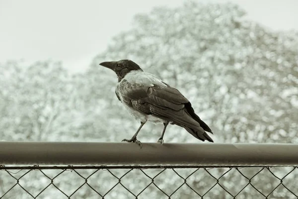 金属製の柵の上に大きな黒い野生のカラスが — ストック写真