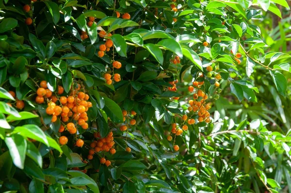 Gele Rijpe Vruchten Van Zuid Amerikaanse Duranta Erecta — Stockfoto
