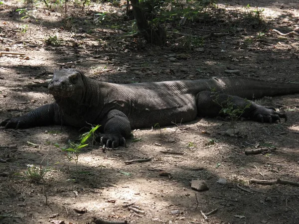 Tiro Perto Animal Komodo Dragão Deitado Chão Sob Sombras Das — Fotografia de Stock